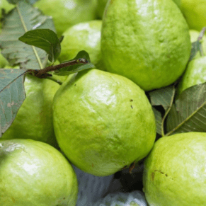 malaysia guava