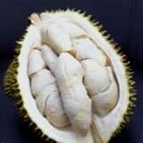 Xo durian