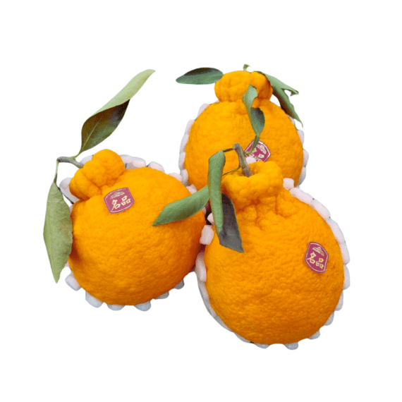 Korea jeju hallabong mandarin orange