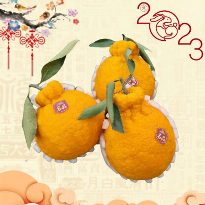 Korea Jeju Hallabong Mandarin Orange