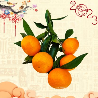 Da Kiat Mandarin Orange (Small) (5 Pieces)