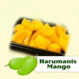 Harumanis mango container