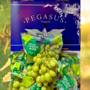 Australia pegasus autumn crisp green seedless grapes