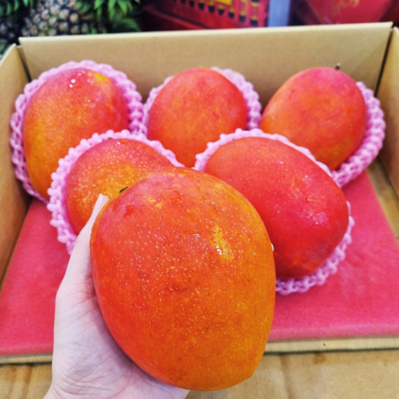 Taiwan premium aiwen mango (2)